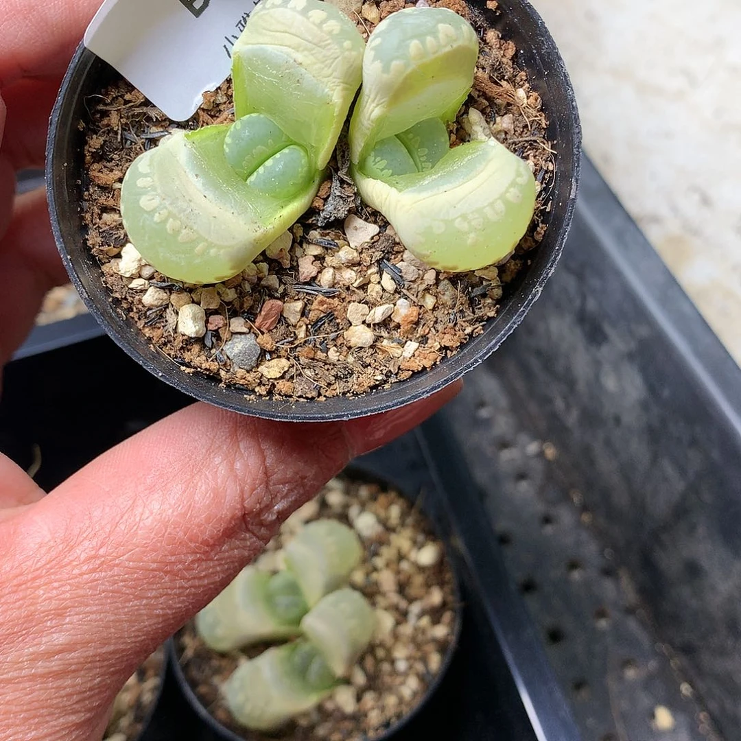 B84多肉植物保护研究所