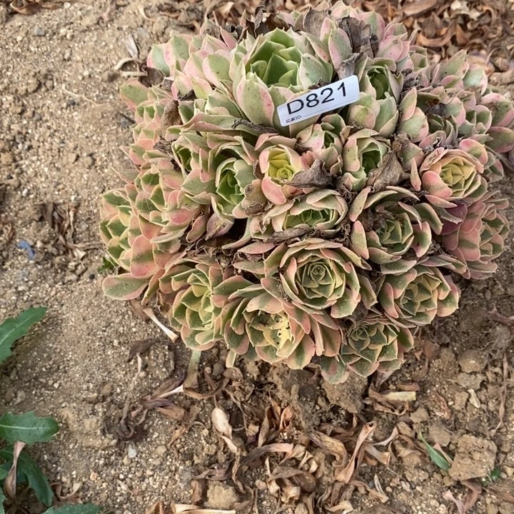 821邀约多肉植物大时