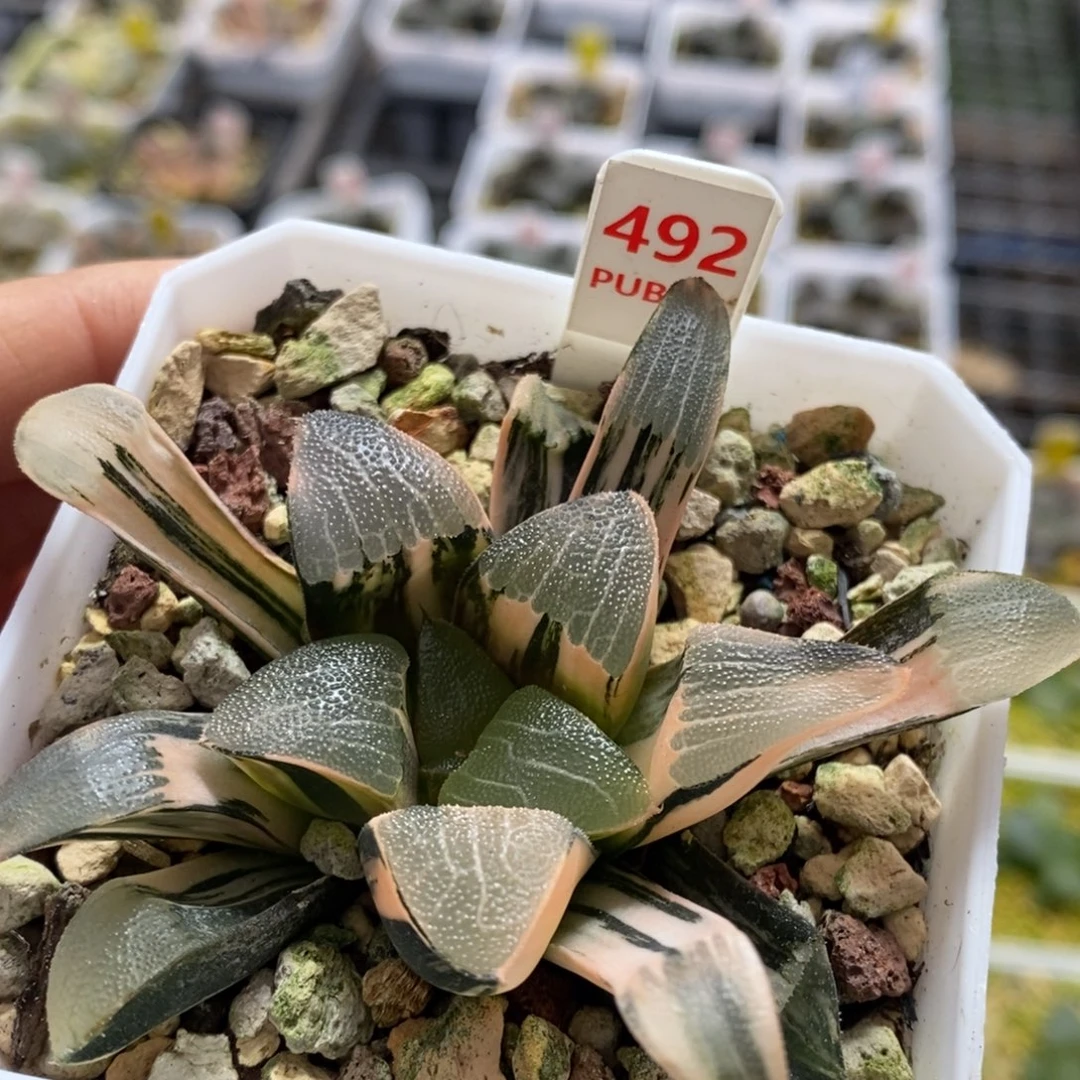 492号和田玉克锦多