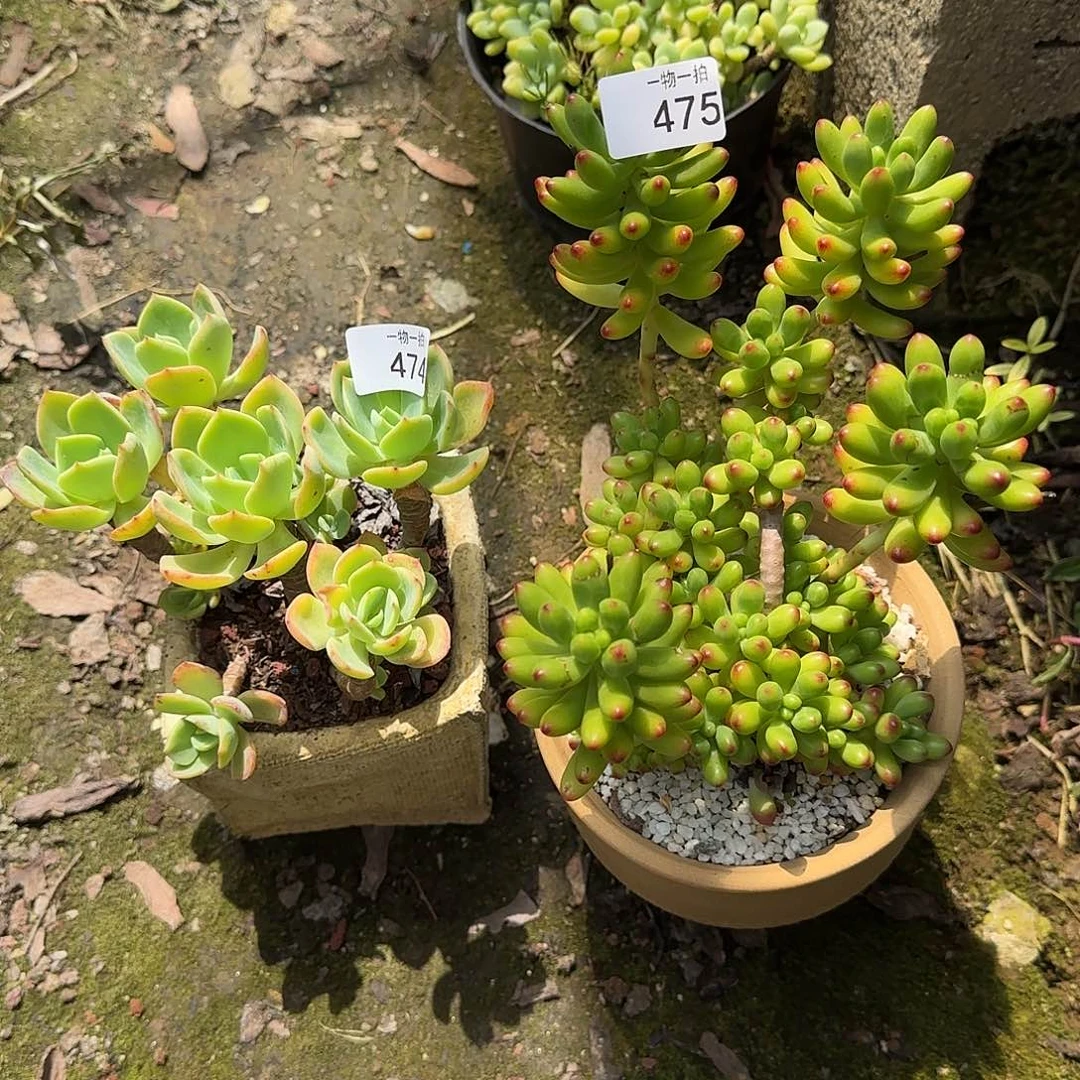 唯**妞474 475号 一物一拍