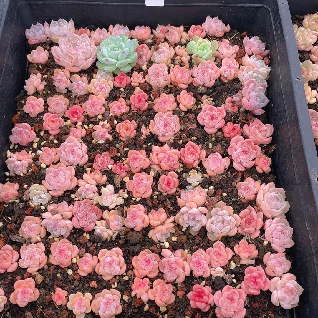 布***辣多肉植物多肉植物534