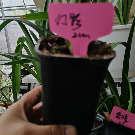 幻影朱顶红直径2cm