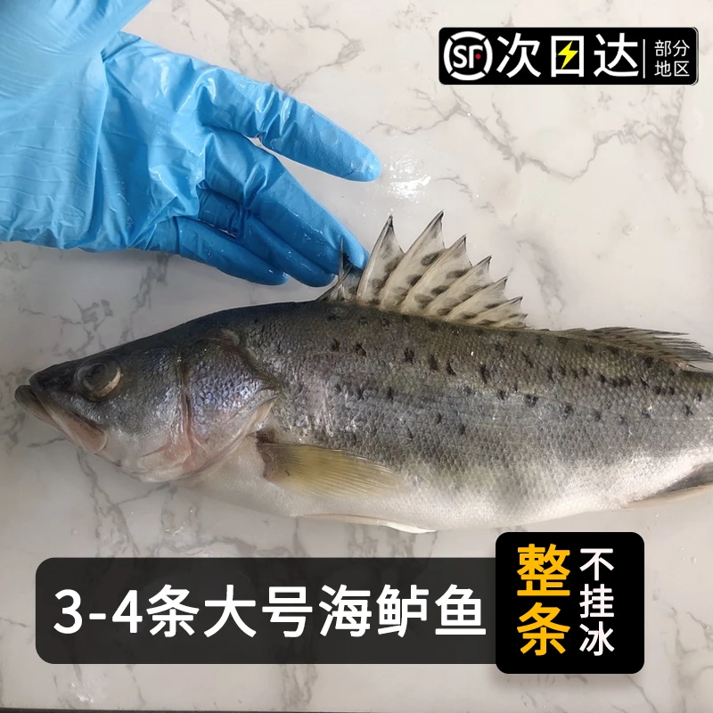 次日达【顺丰冷链】海水整条鲈鱼新鲜七星鲈鱼新鲜海鲜水产新鲜