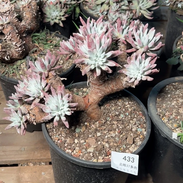 一***?433哈哈哈哈哈哈哈