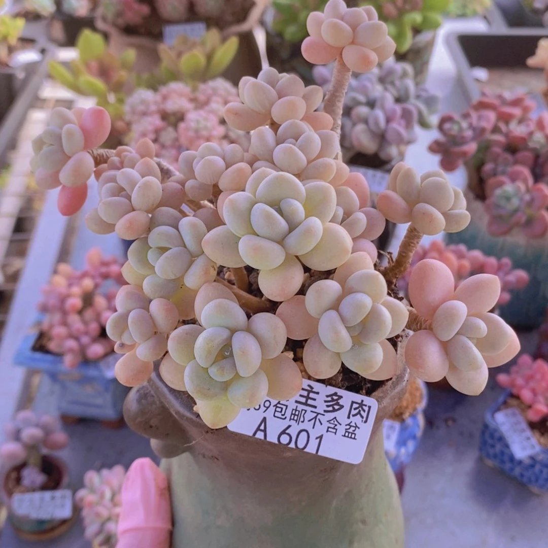 白奶糖老桩12cm601多肉植物