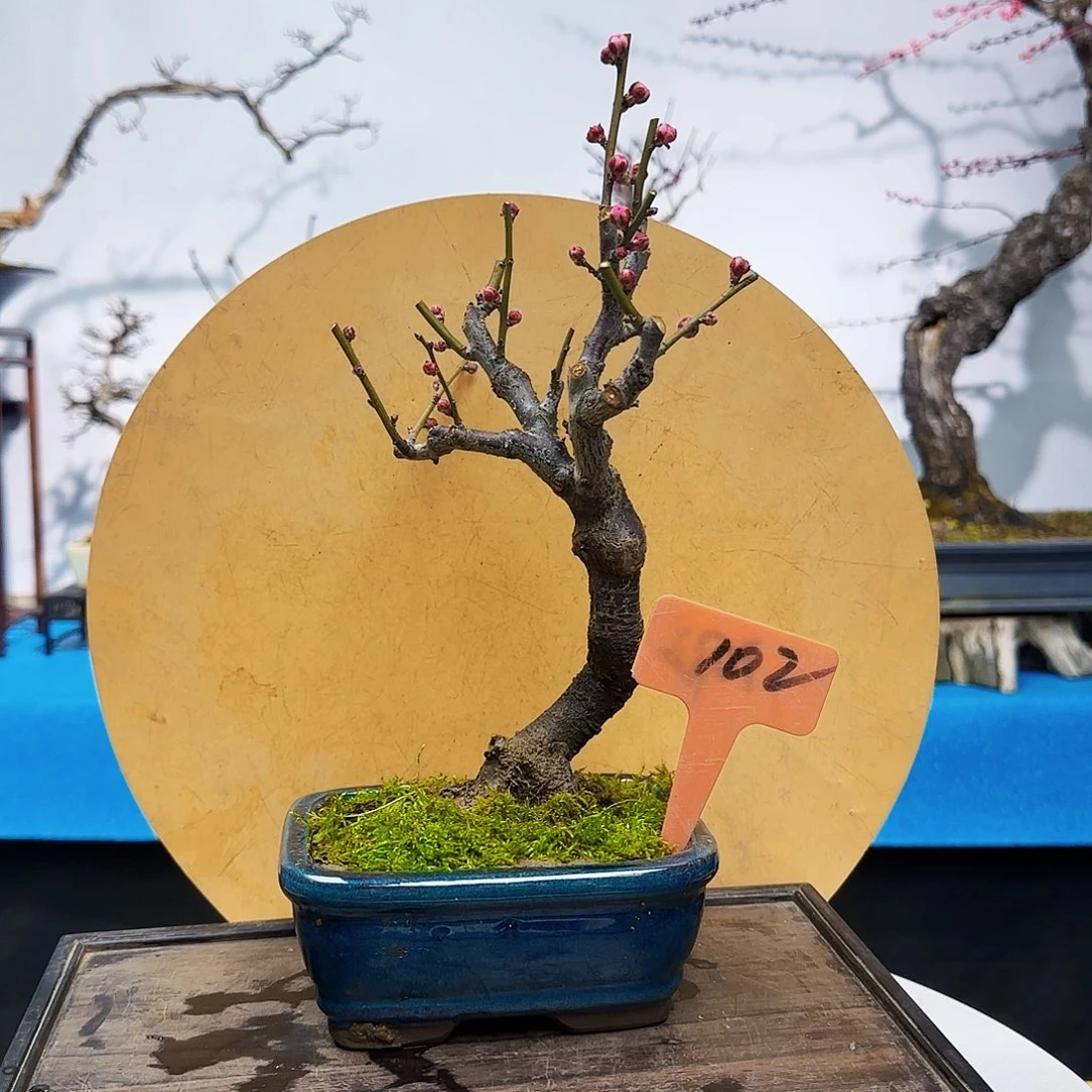 红陶d f g h j j k