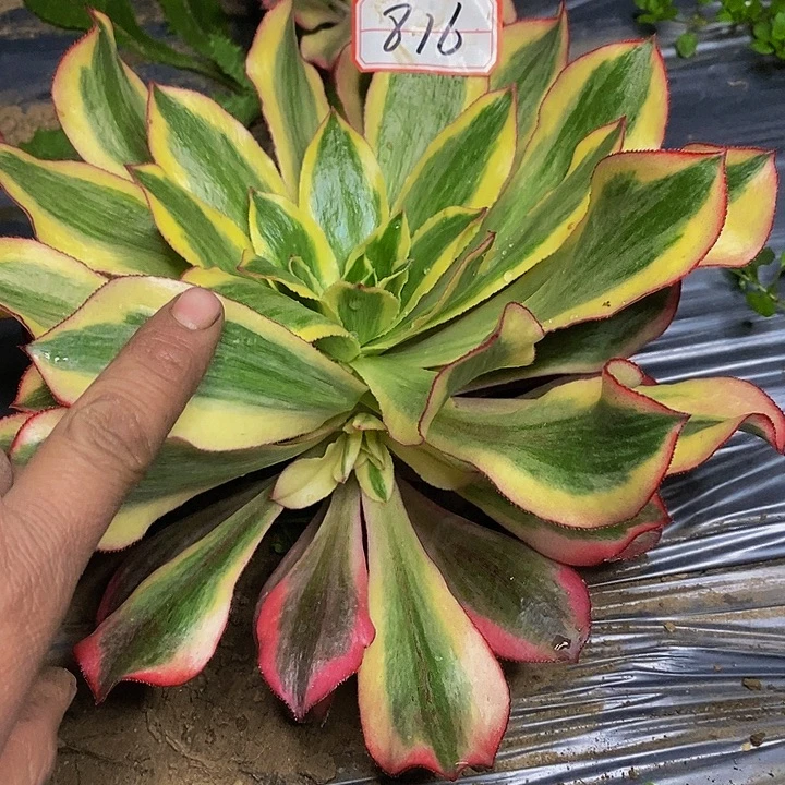 魅影老桩带侧芽816号