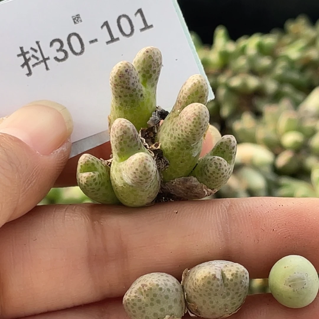 水***冻30-101肉锥多肉植物