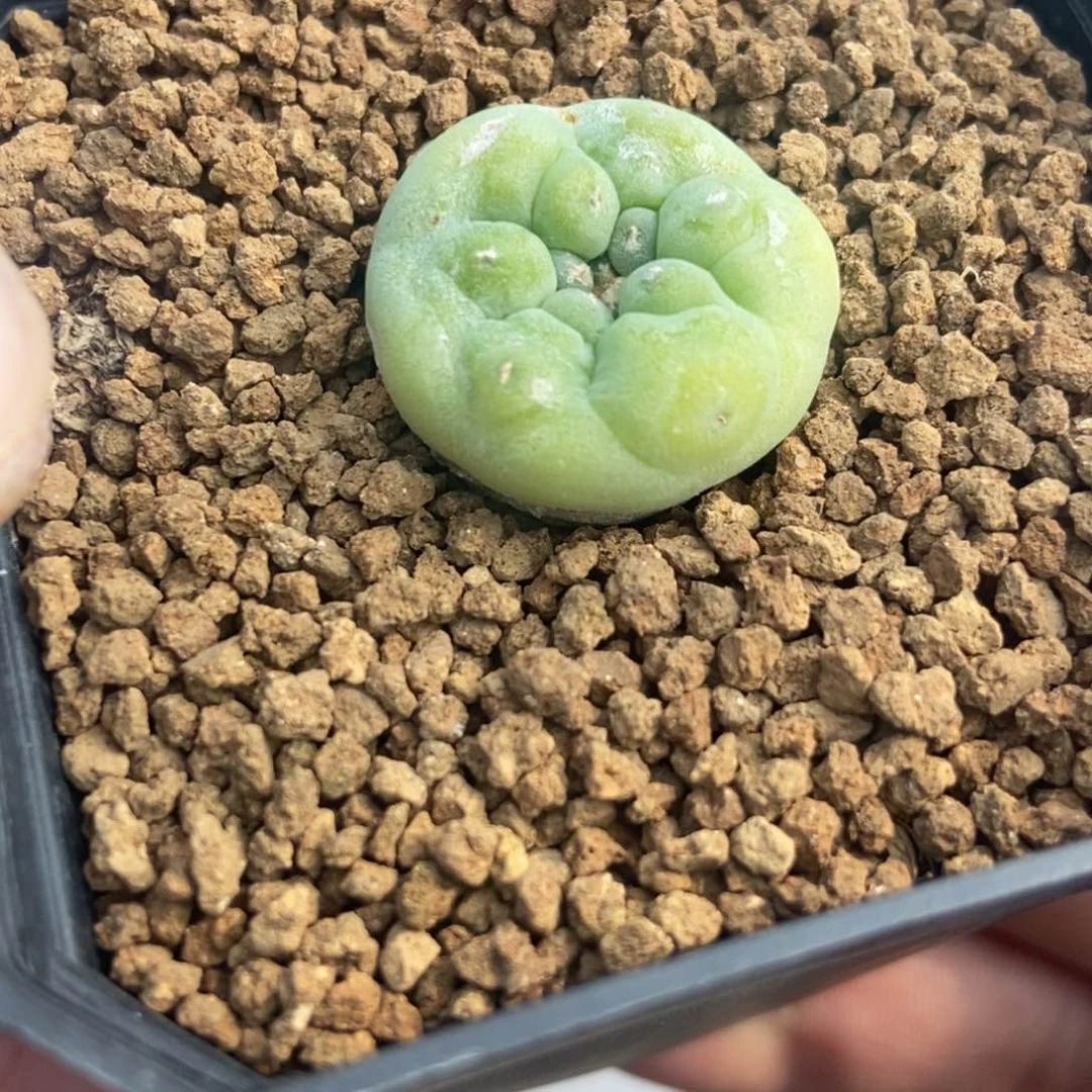 往**烟无刺仙人球开花了