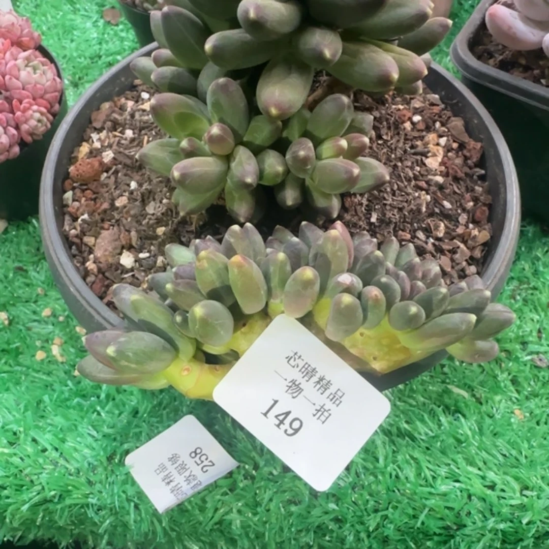 闪购精品多肉149号