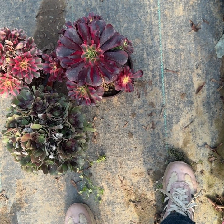 一单包邮不包侧枝69