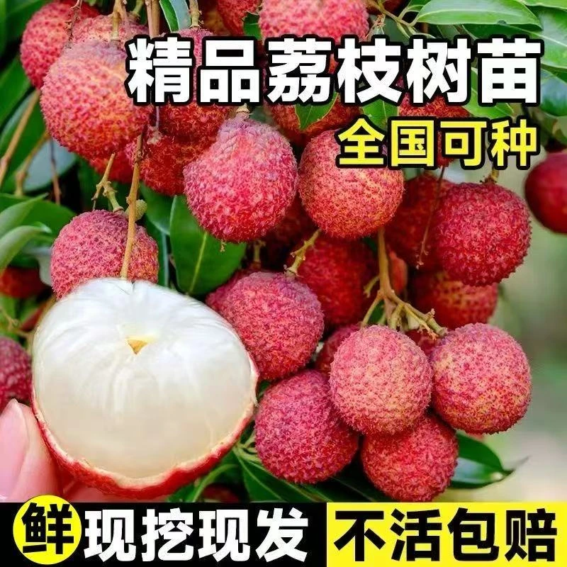 妃子笑荔枝树苗桂味荔枝无核荔枝白糖罂荔枝苗嫁接荔枝树苗