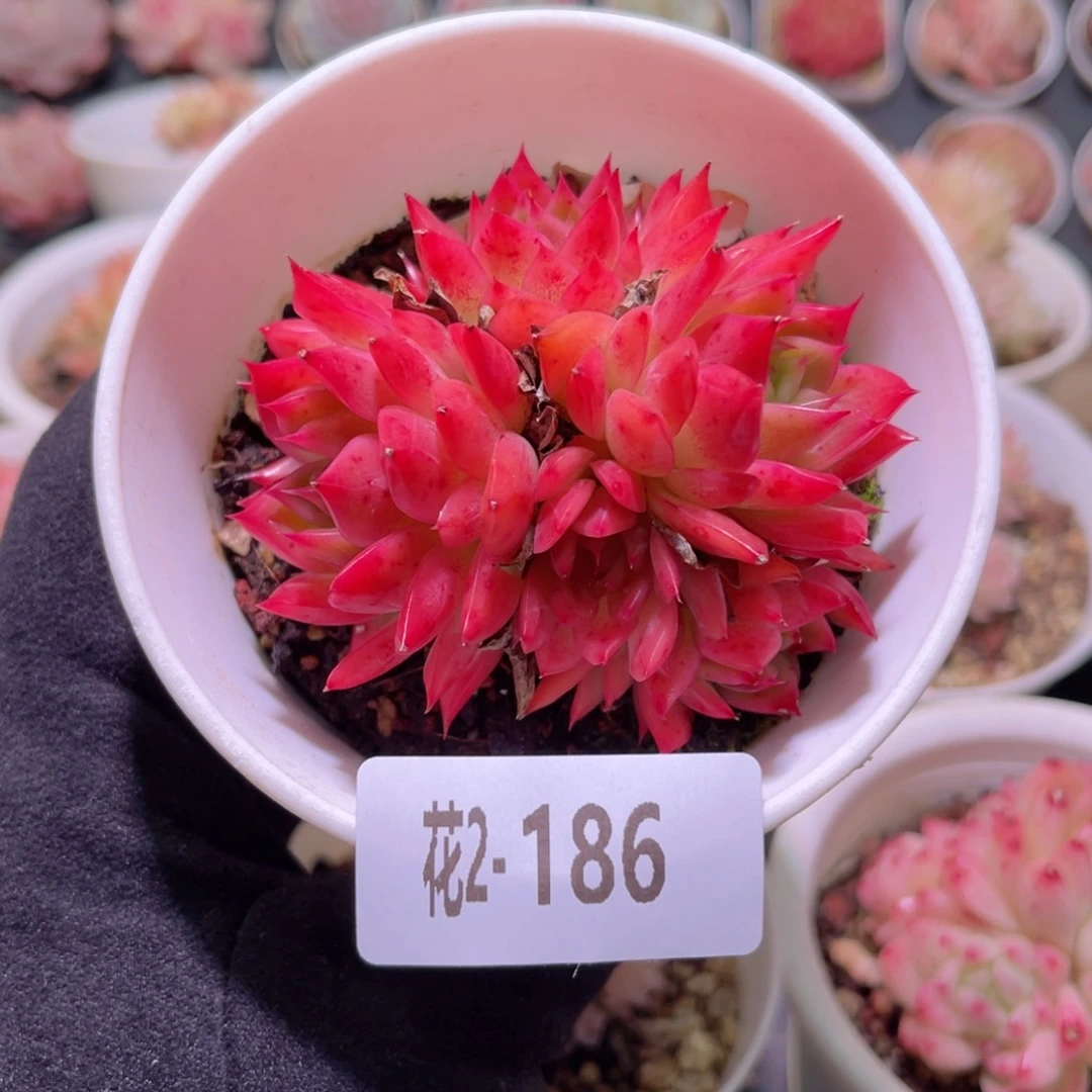 红陶花利美2-186新品群