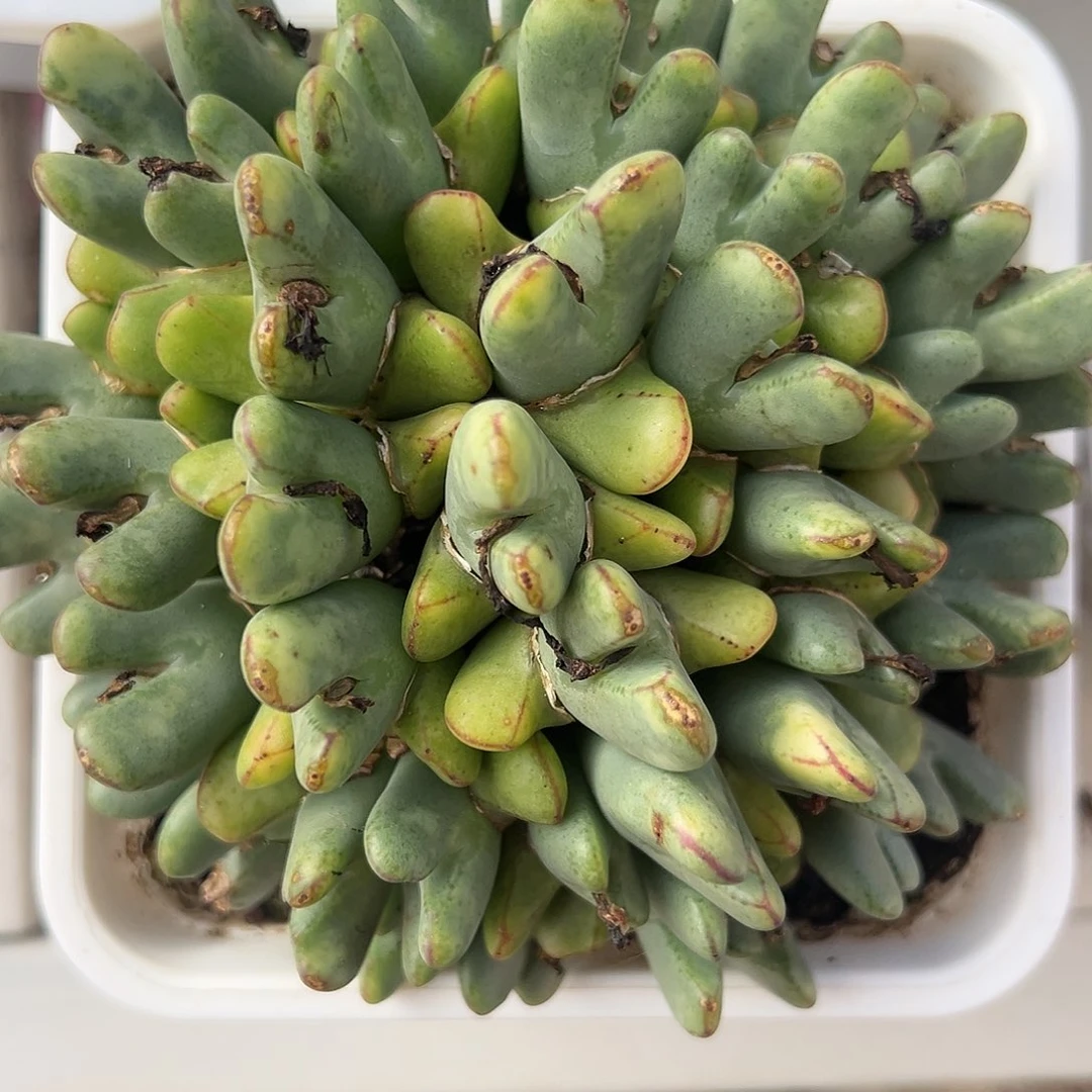 少帅锦多肉植物锦