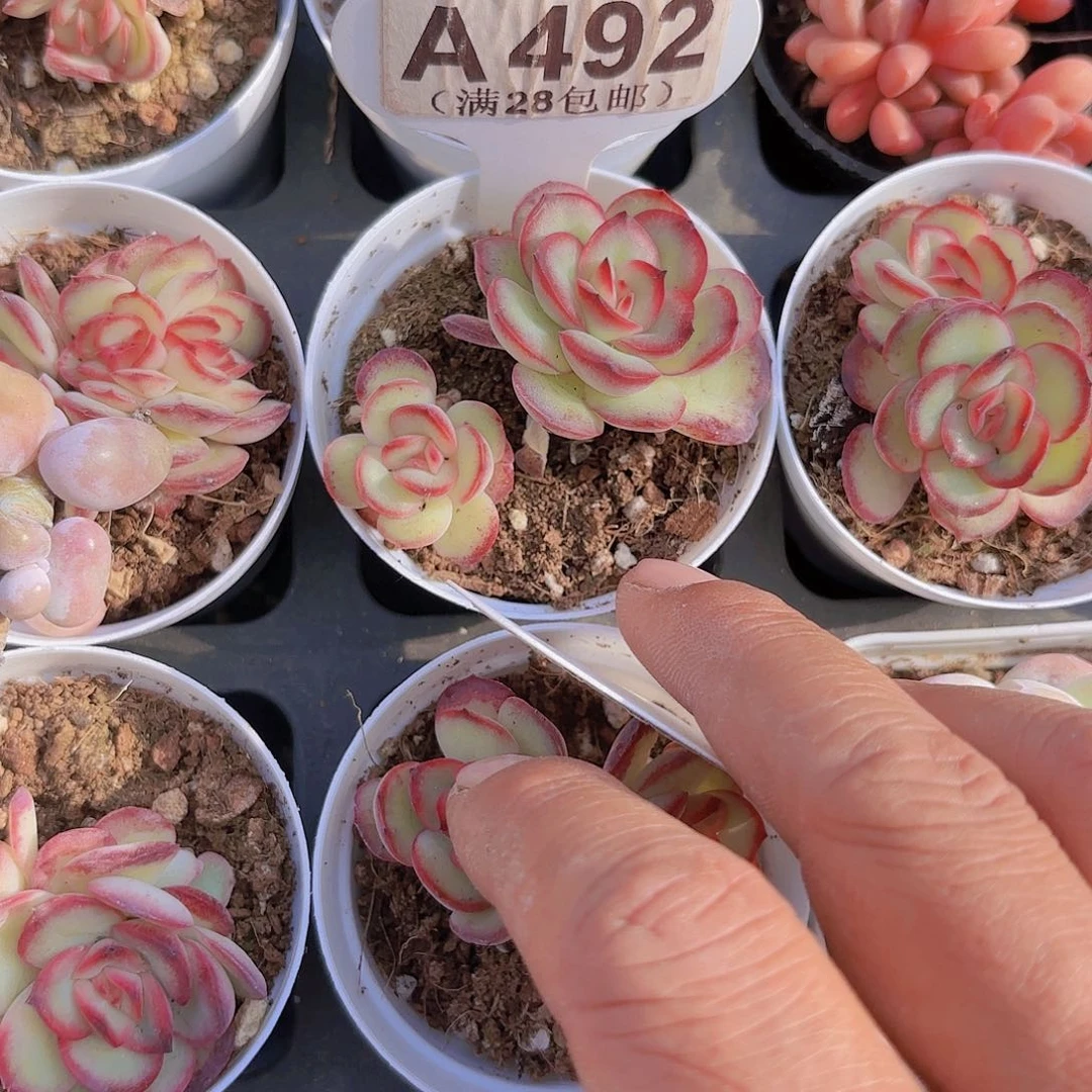 请****丽A492肉酱玫瑰一物一拍