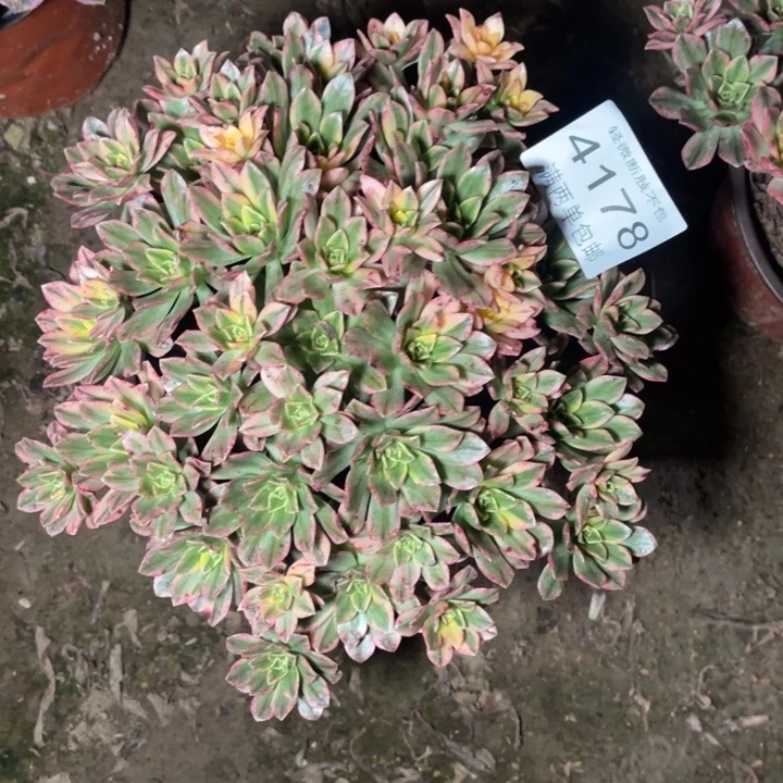 4178甜茶的人多肉的