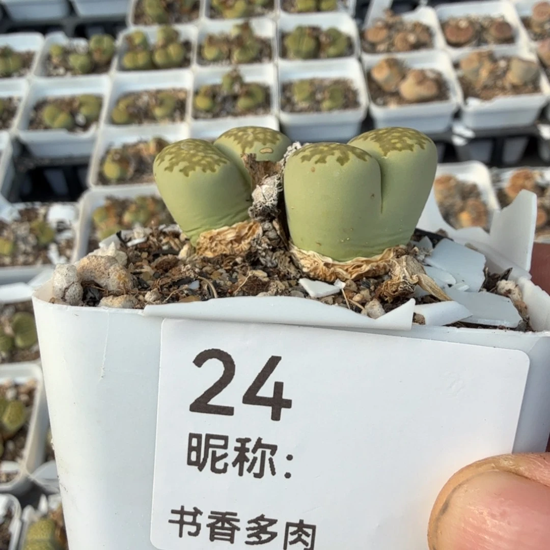 多肉植物