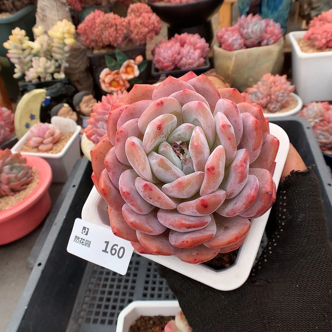 160蒙克多肉植物6666