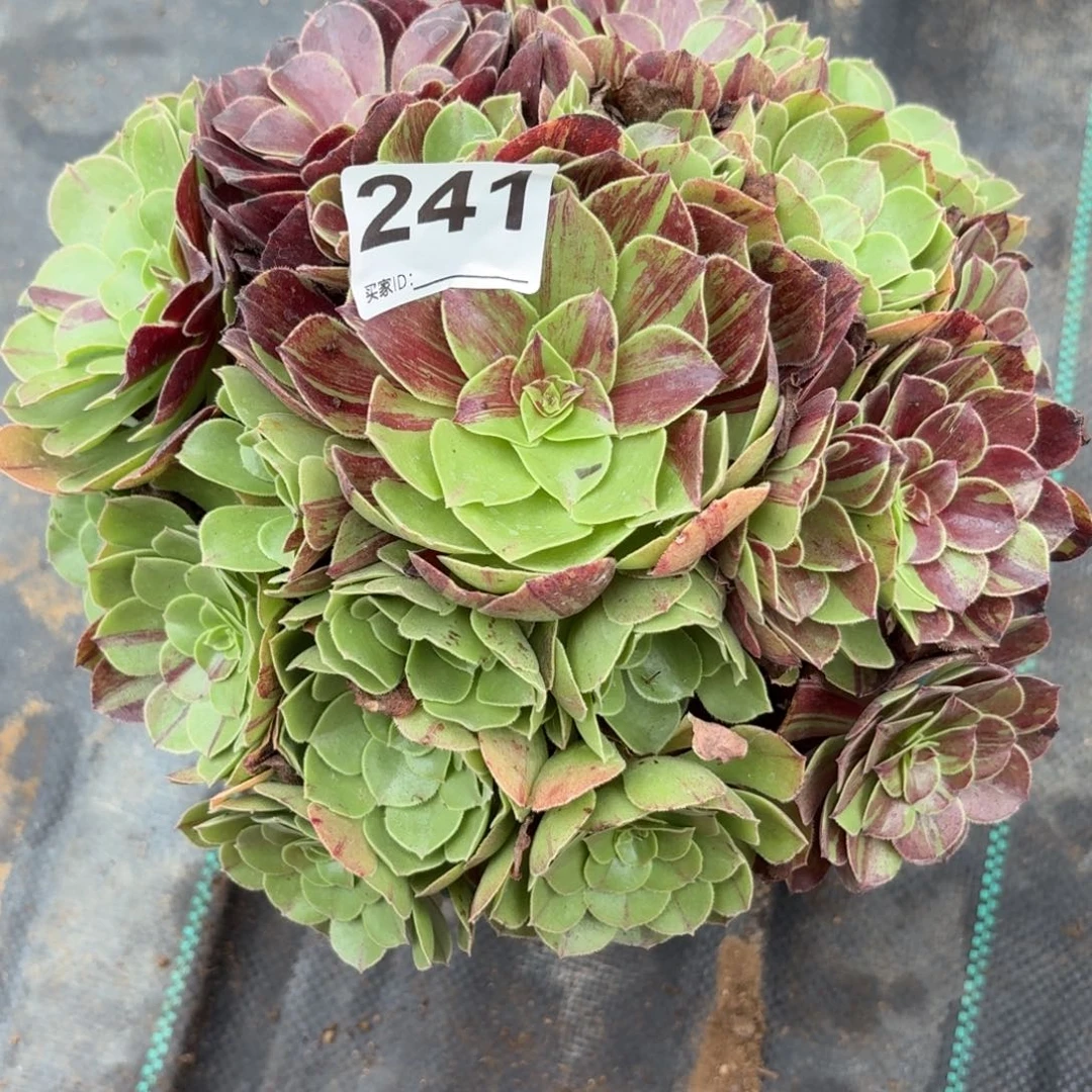 241花月夜多肉植物多肉植物