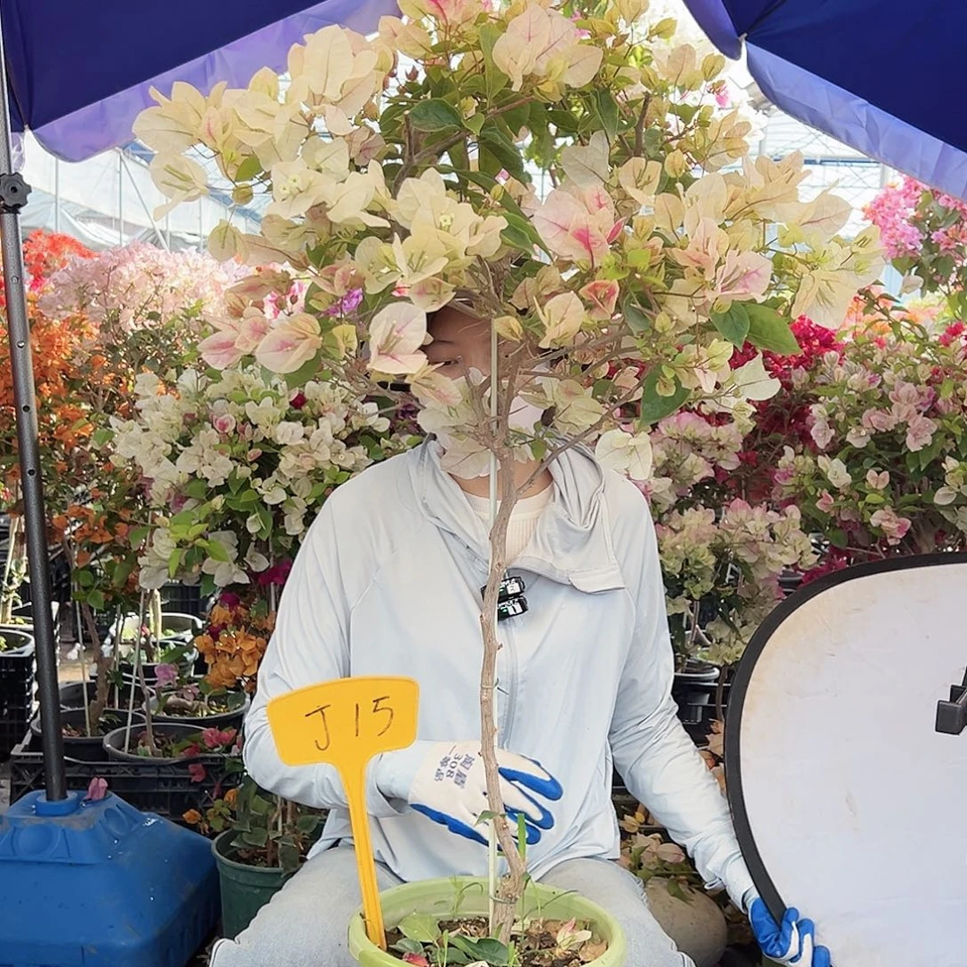 春***来大部分花苞少量开放J18漳红樱