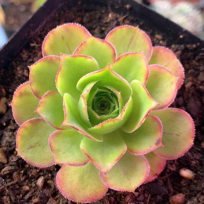 【闪购商品】美法194