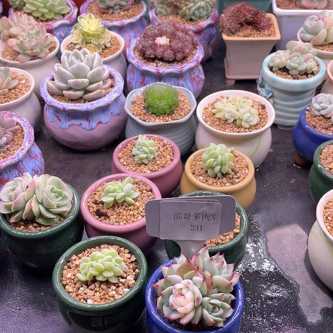 平****?滨哥多肉N231吉娃娃锦群