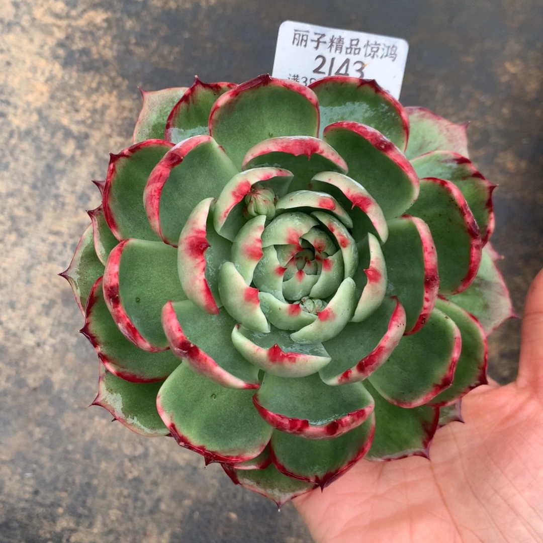 2143号晚上多肉植物惊鸿13