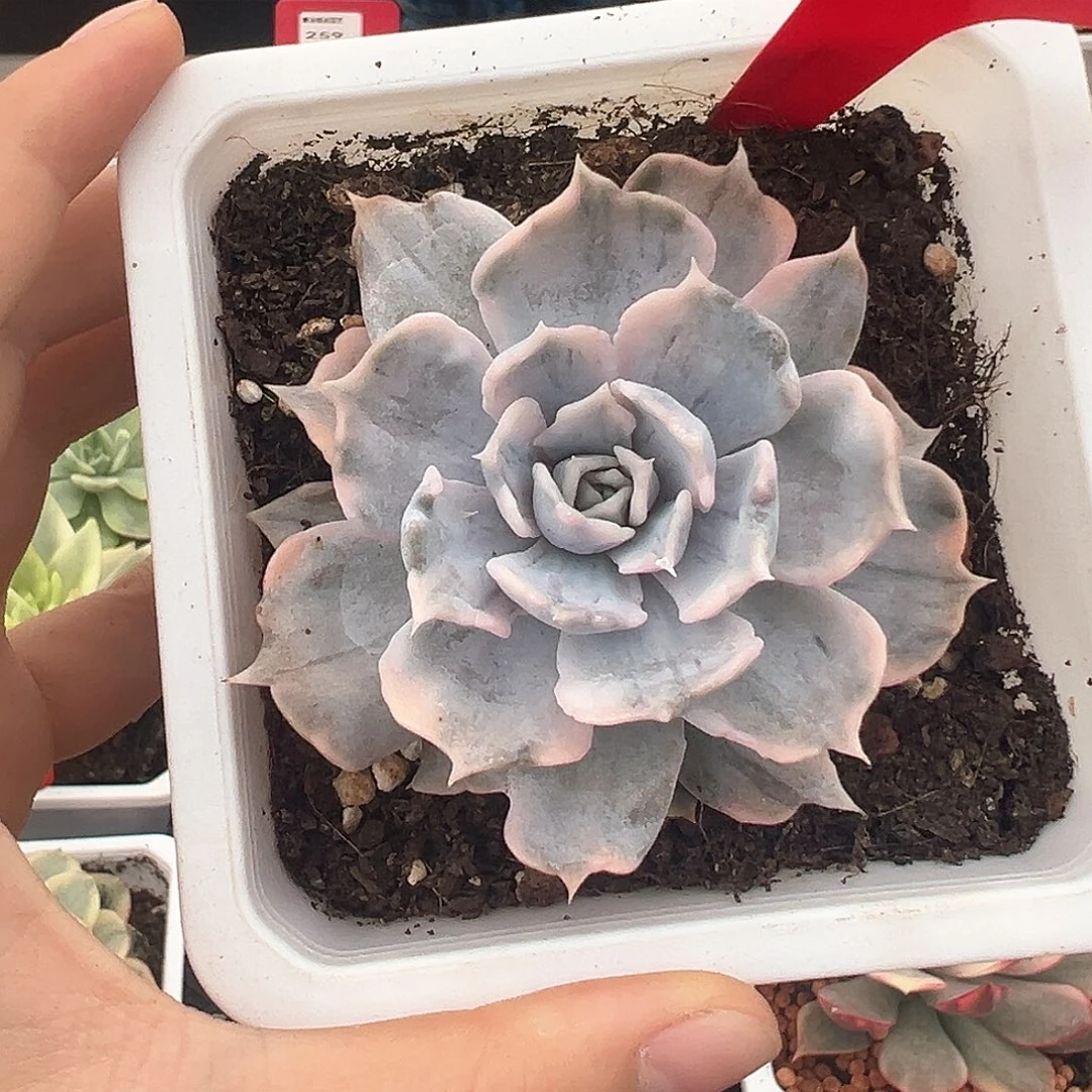 57号丽娜莲锦多肉植物