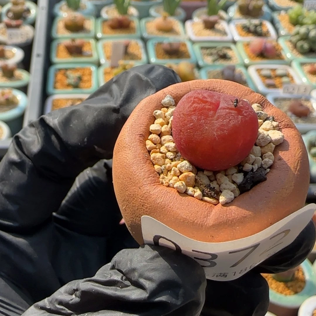 0372 -一物一拍 带盆 水蜜桃1430.5