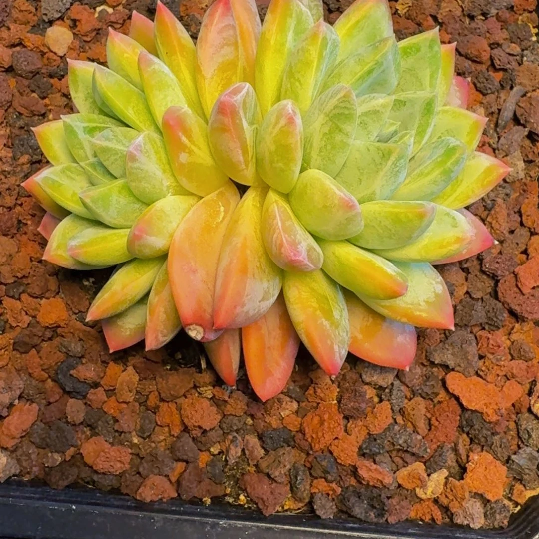 @***女新品暗纹美人111111