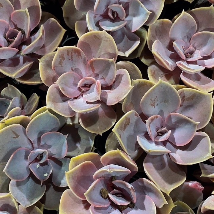 紫珍珠2.8带盆土发