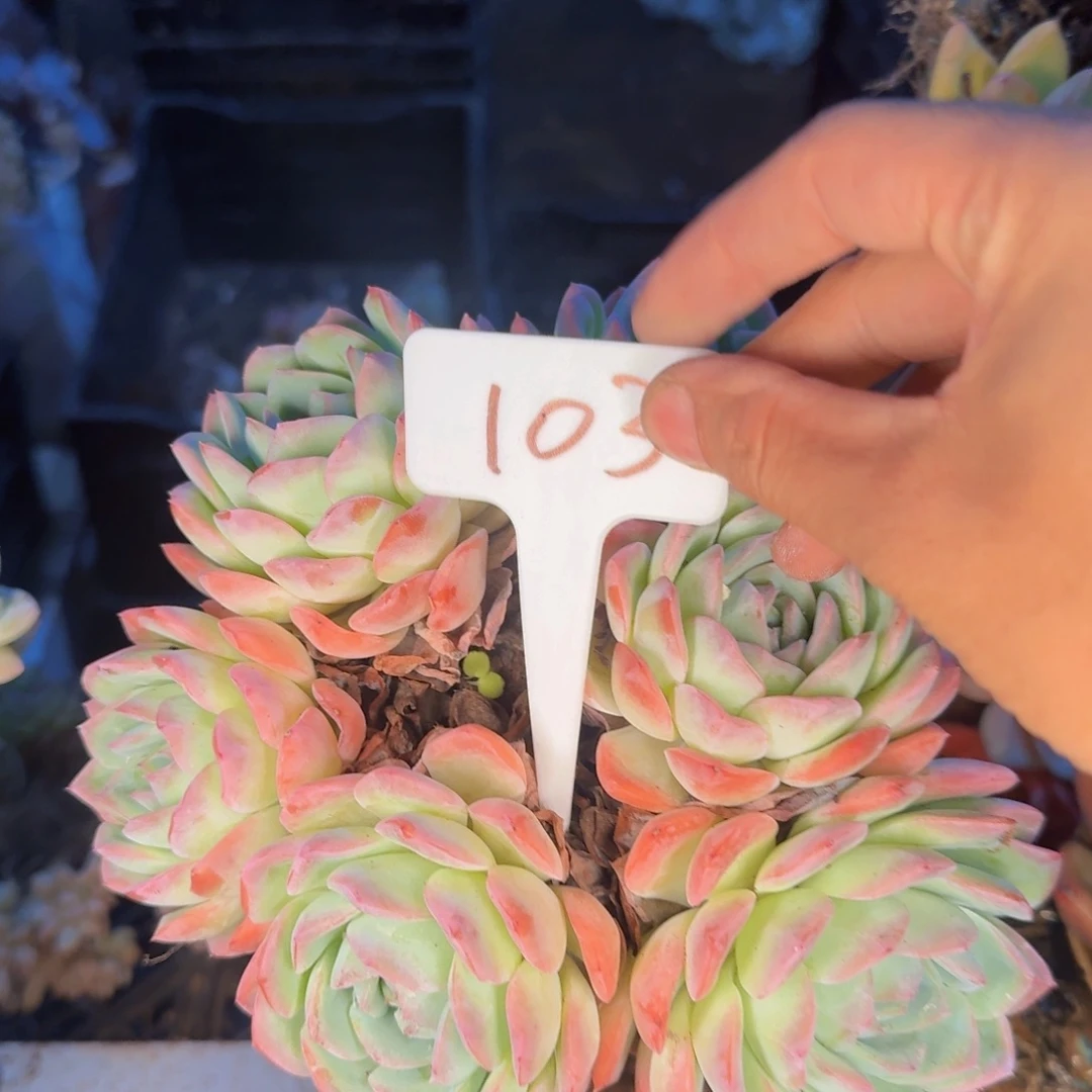 多肉植物的生长发育与