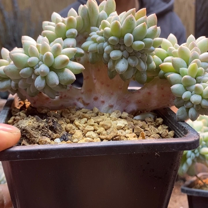 柔****333号奶糖号奶糖多肉植物