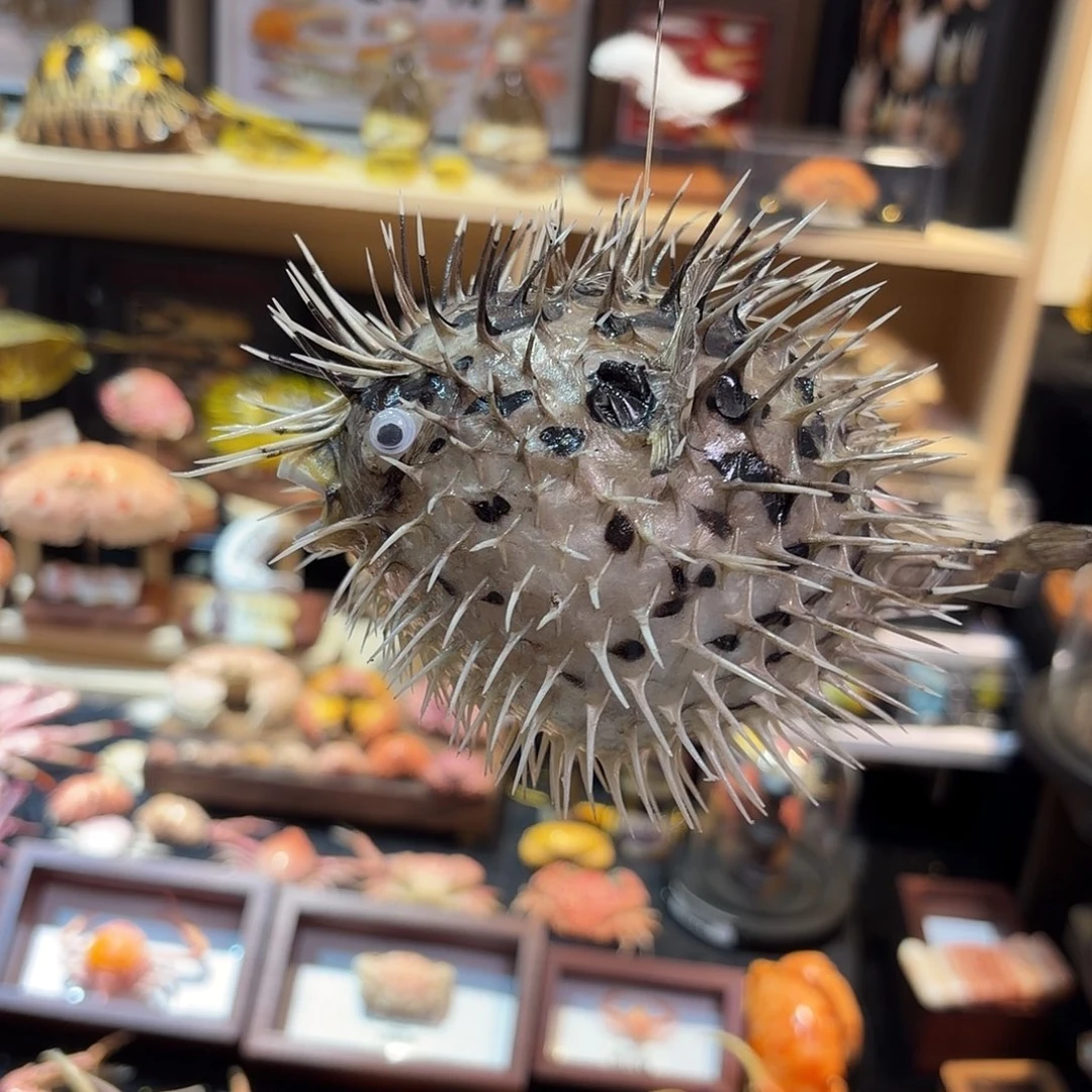 真实刺豚鱼标本哦