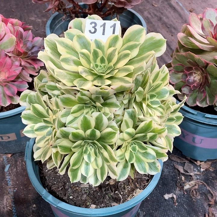 迈巴赫311  冠幅20