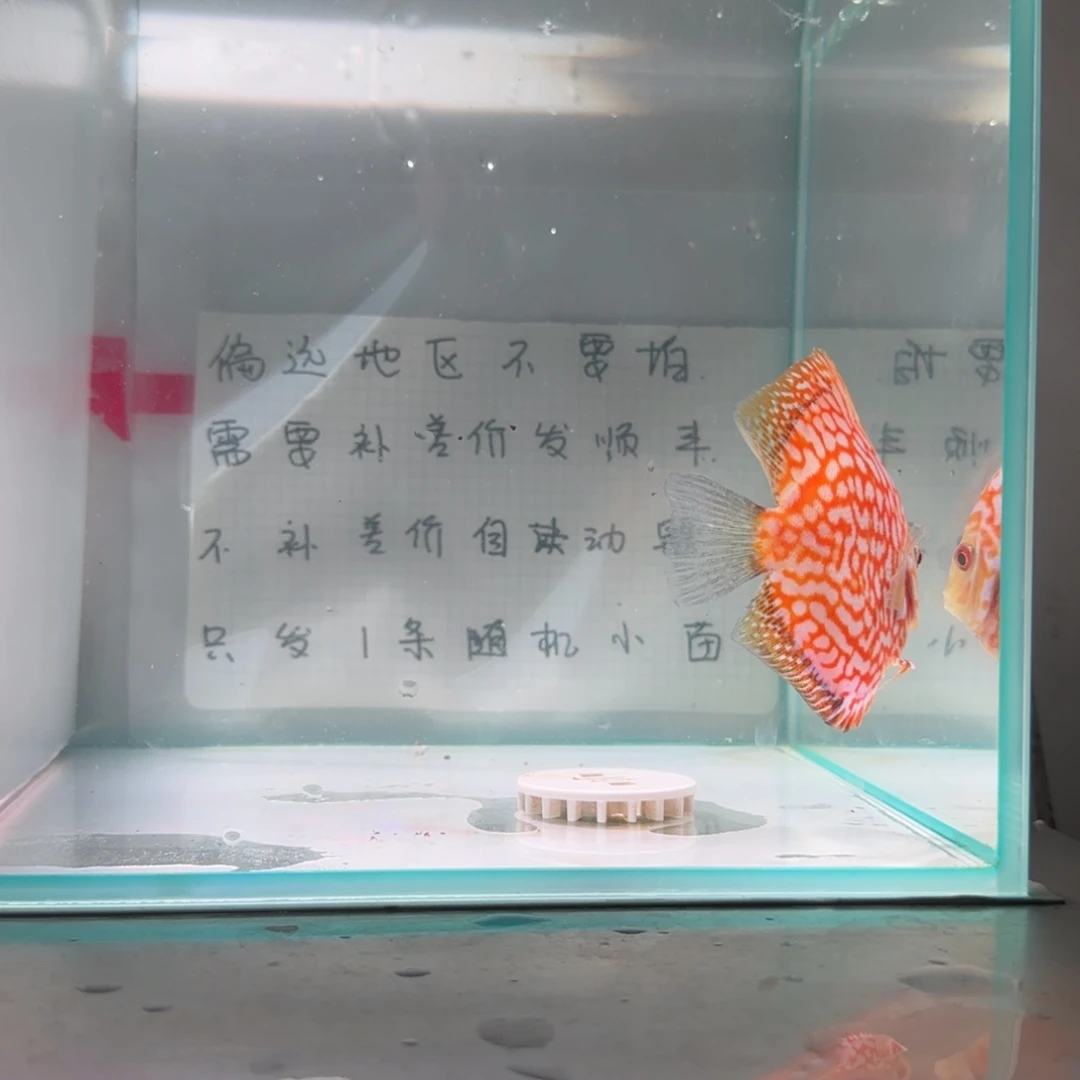 七彩神仙鱼肉身8偏远地区不拍