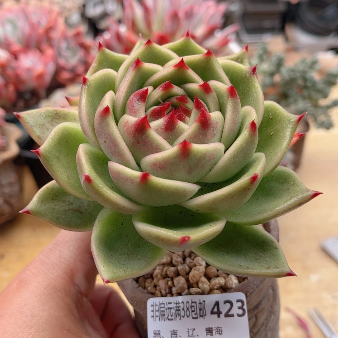 423蓝龙德华多肉