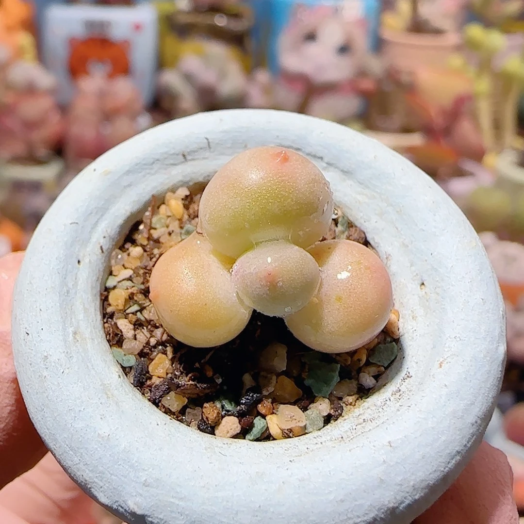 T圆圆彩虹奶盆口2cm