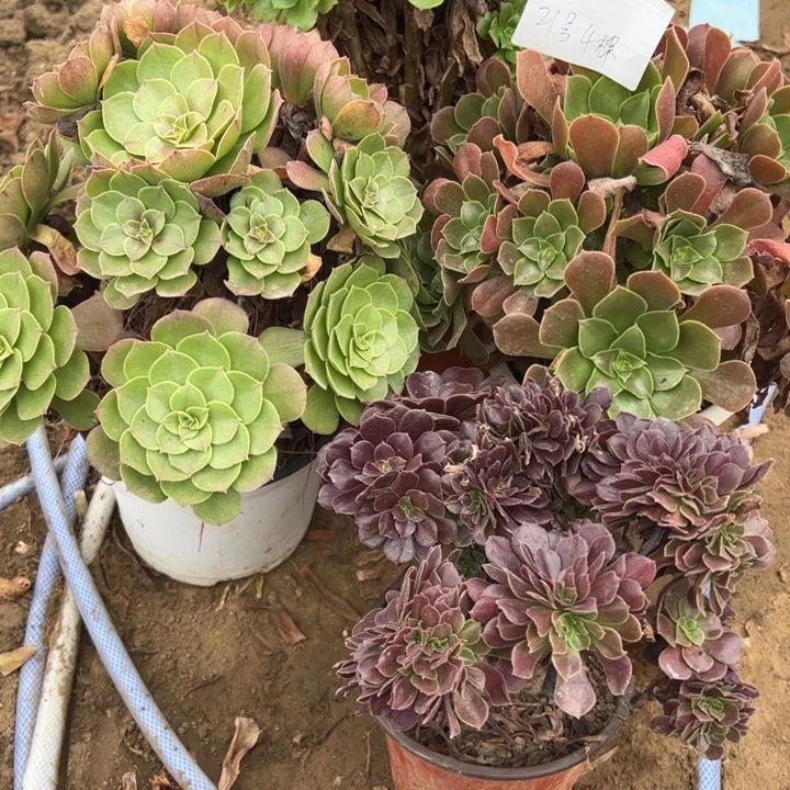 玛***丽21号4颗多肉植物，不包断头