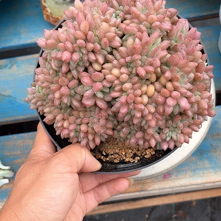 多肉植物一物一拍