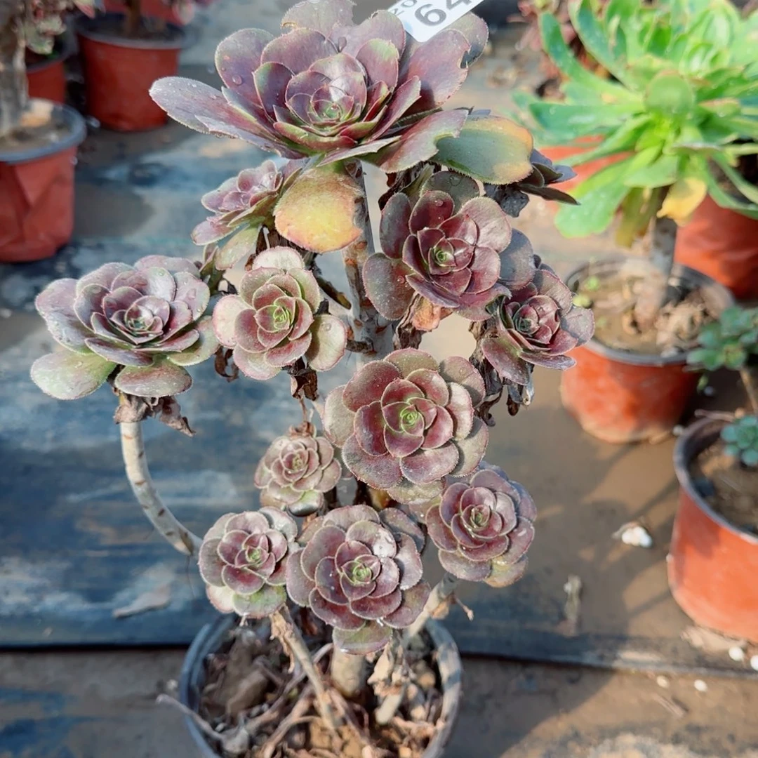 炫彩圆叶647满20包邮断枝不包