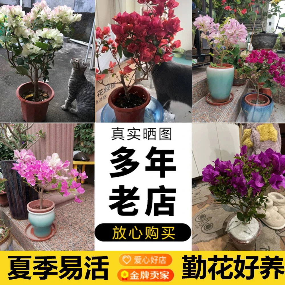 【一物一拍】三角梅花卉勤花盆栽带盆大棵带土发货