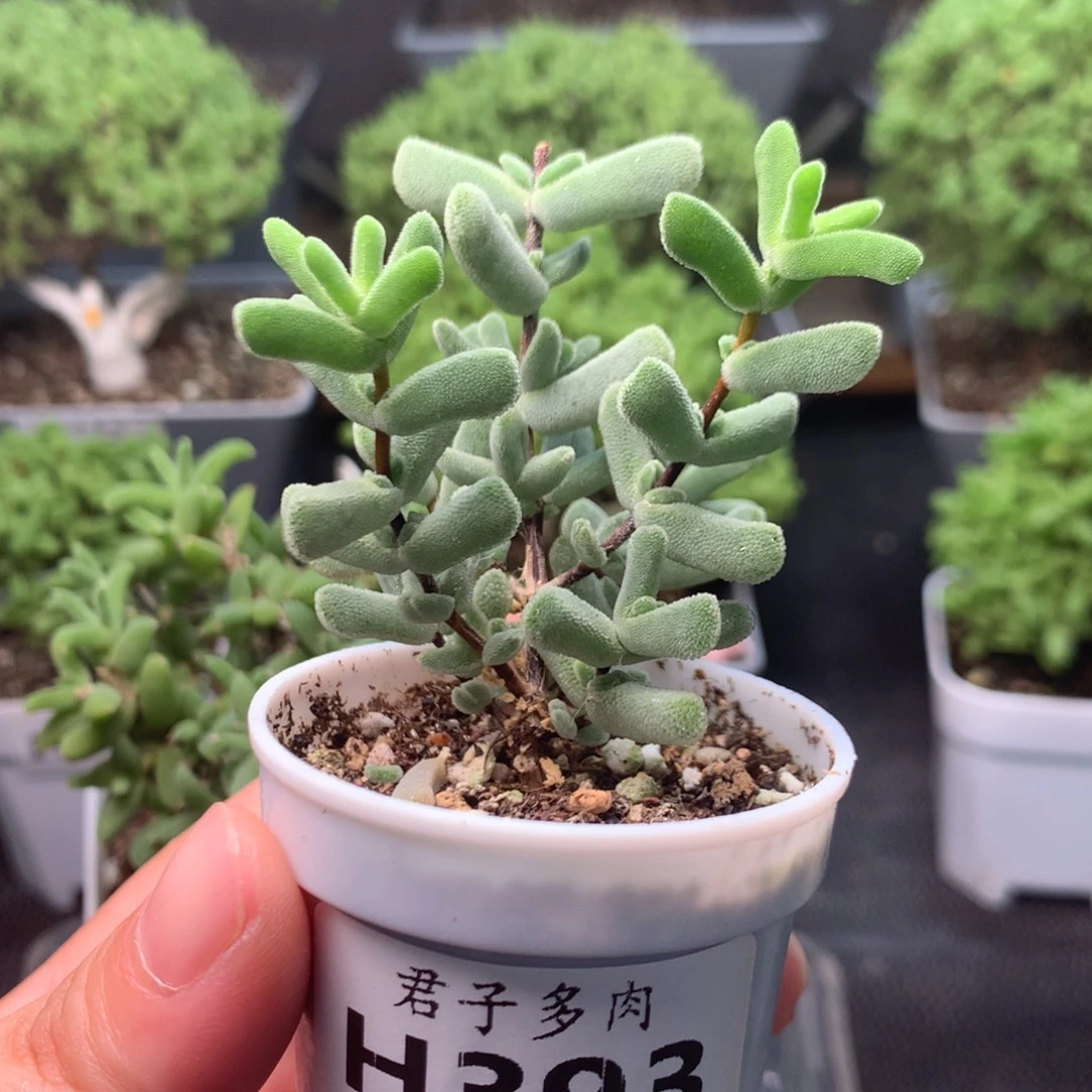 393香蕉。