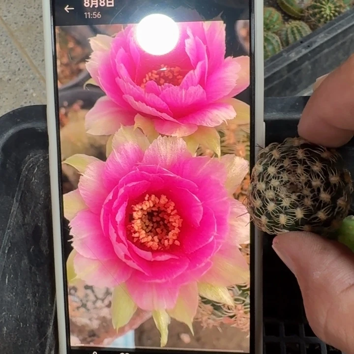 251丽花魅影歪3公分左右无根侧牙，20包邮