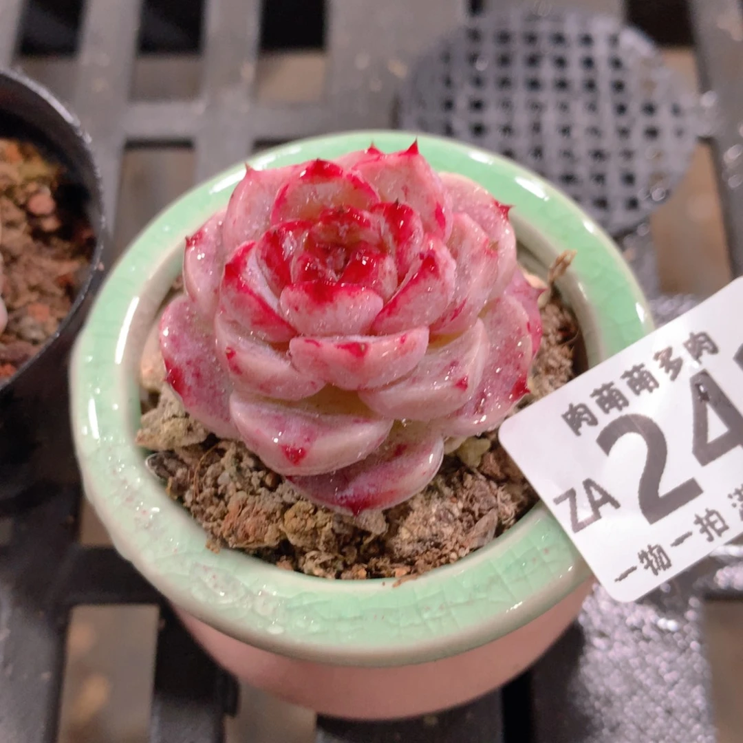 肉萌萌拇指盆精控多肉ZA242