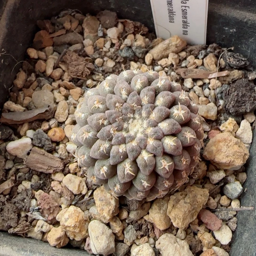 实生黑罗汉多肉000006