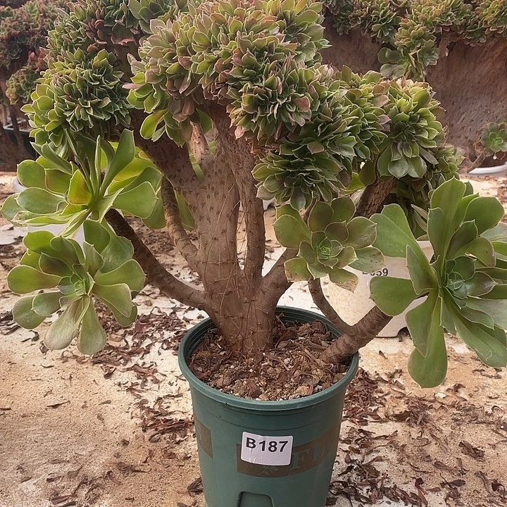 B187柠檬缀化35-1