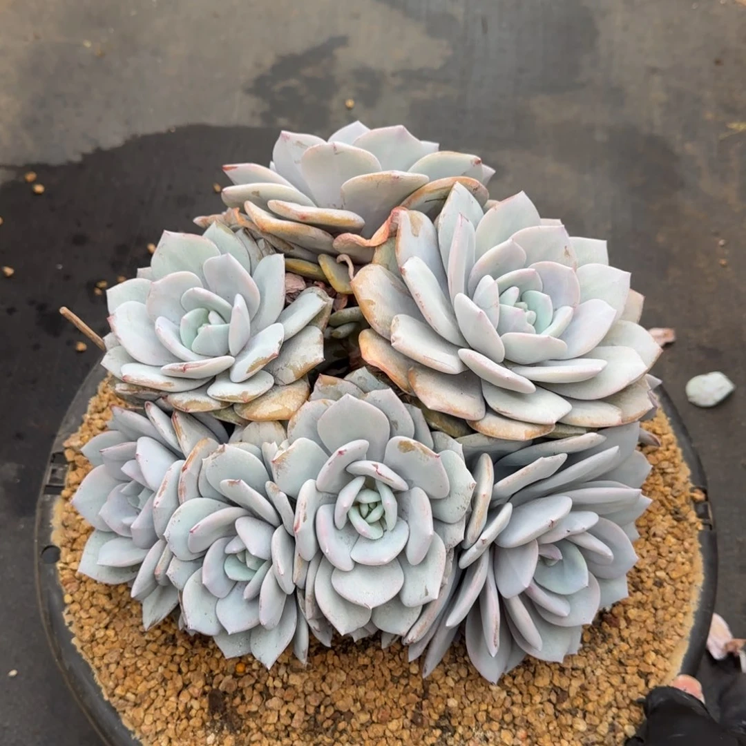 呜***海多肉植物多肉植物