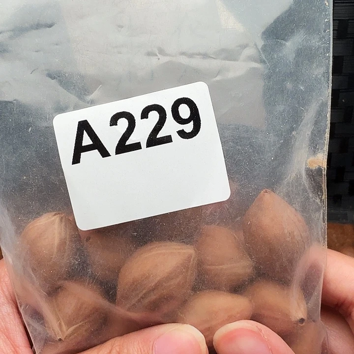 桑***卓橄榄核手串/手链橄榄