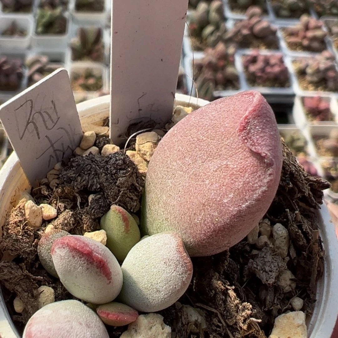 仙桃多肉植物水泡